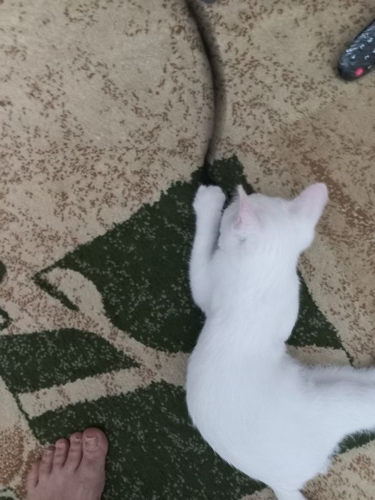 Бесплатно котёнок мальчик