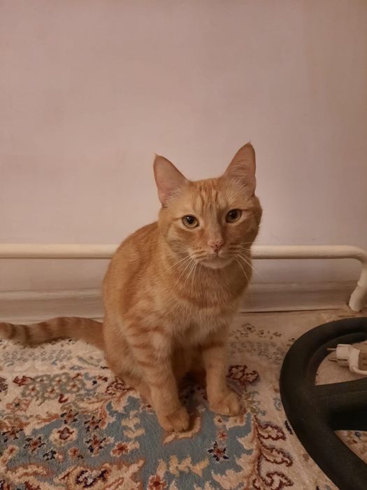 Отдам кота в хорошие руки