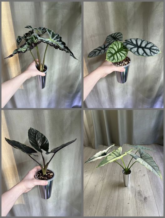 Набор стаканов для фитильного полива