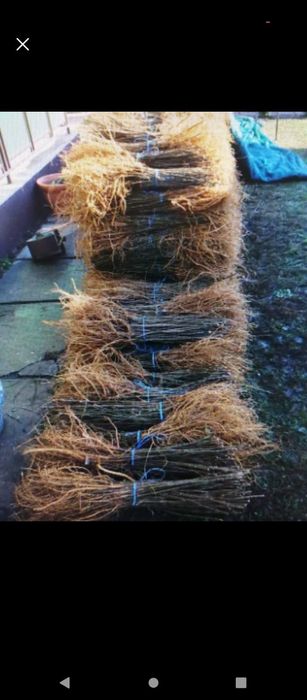 puieți de salcâm pentru împădurirea terenurilor degradate, agricole