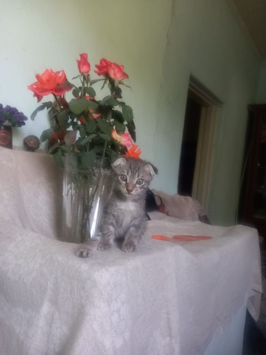 Продам котенка. Девочка 2 месяца