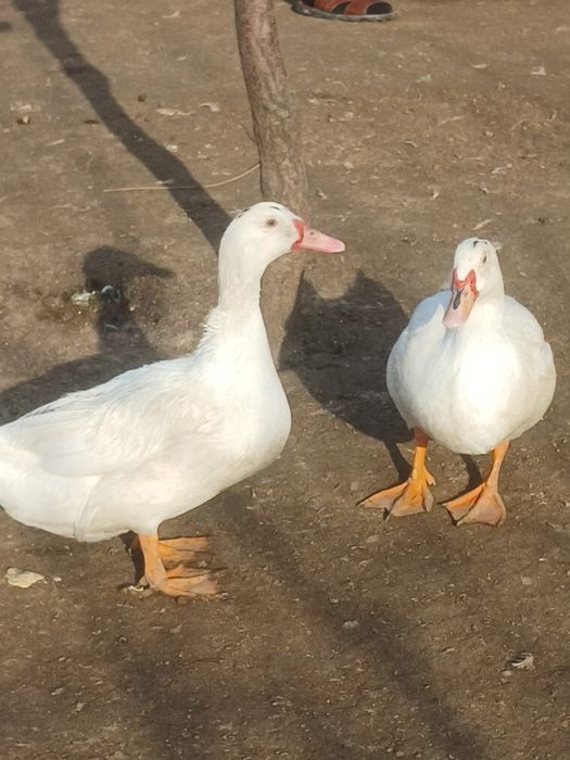 Продается утки самец