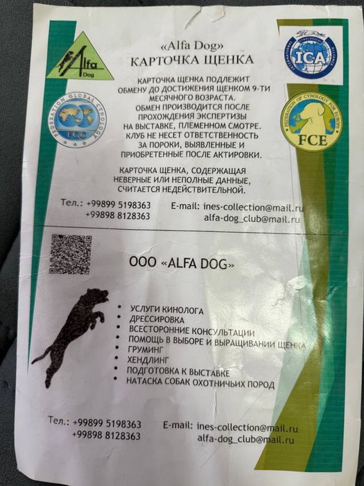 Щенки, кобель, порода акита ину, 2 месяца, 300$