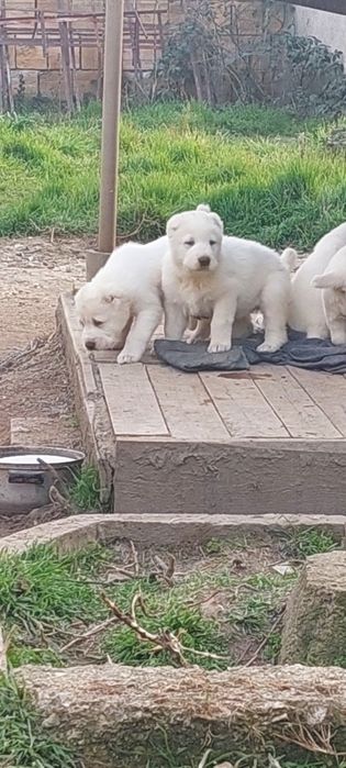 Алабайчета 1 мъжко и 2 женски свободни