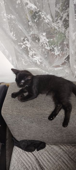 Отдам котёнка малтчик