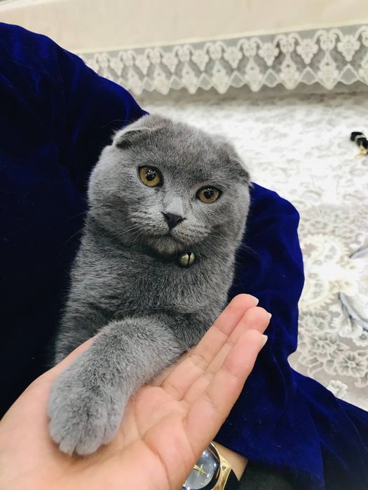 Juda muloyim va sokin xarakterli mushuk