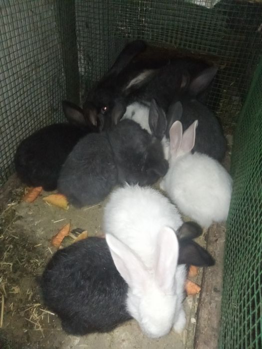 Flander samka quyon bolalari sotiladi