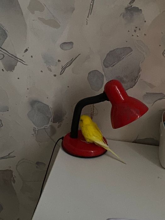 Попугай девочка,ручная