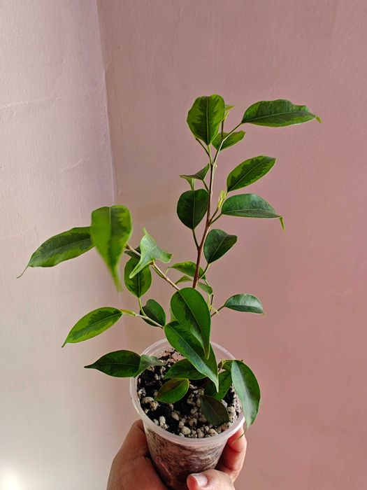 Фикус Бенддамина Анастасия