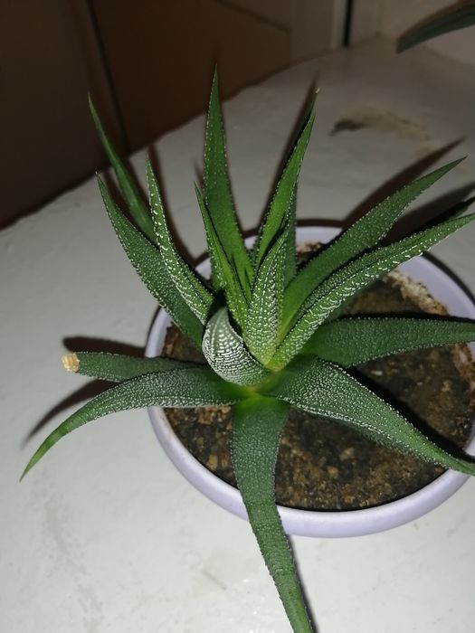 Кактус кактус кактус