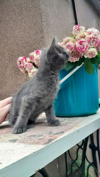 Котёнок мальчик 1месяц