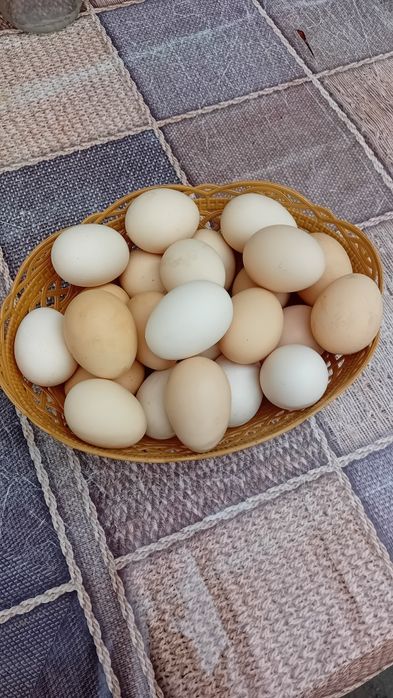 Vând ouă de găină