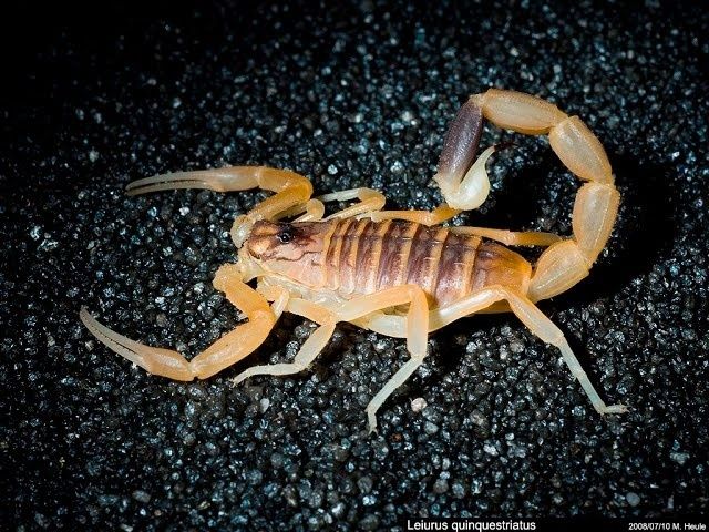 Дезинфексия дезинфции Dezinfeksiya xizmati dezinfeksiya dizinfeksiya