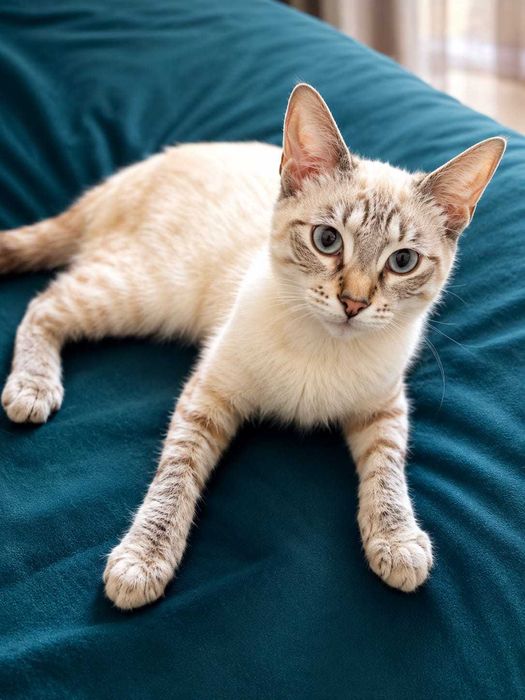 Очаровательный котик ищет дом
