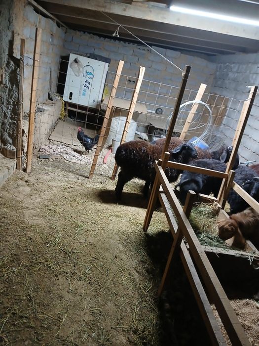 Семиз токтылар сатылады