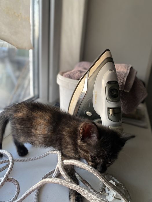 Кошка отдам в добрые руки и котенка