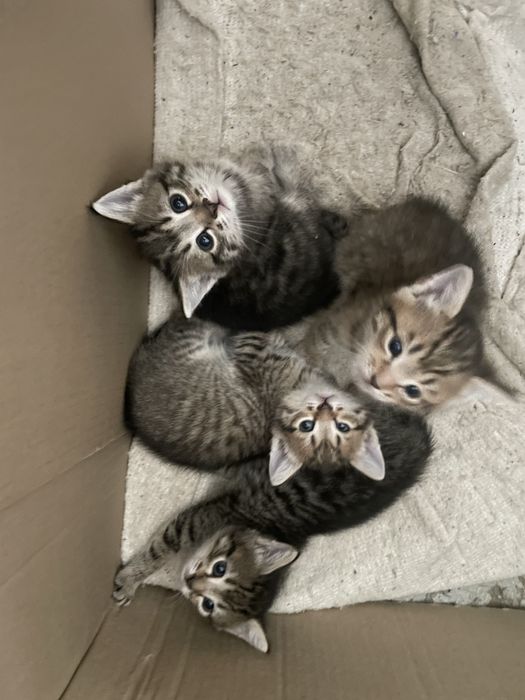 Отдам даром милых котят
