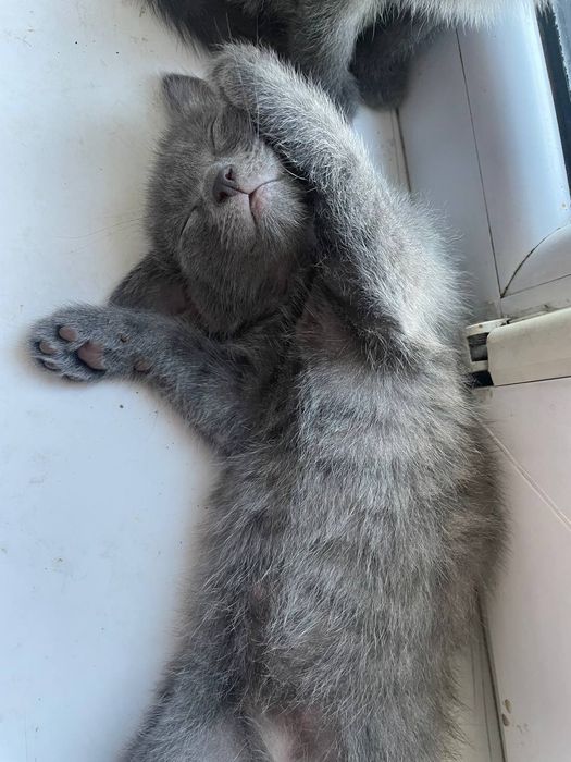 Отдаем котят в добрые руки
