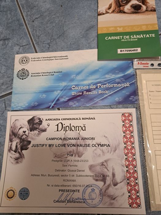 Pug(Moops) de vanzare