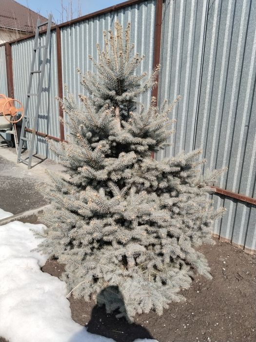 Продам ели ели ели