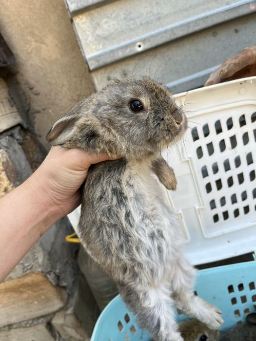 Коян кролик қоян