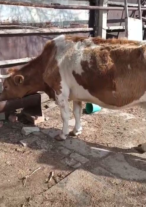 Продам лошадей...