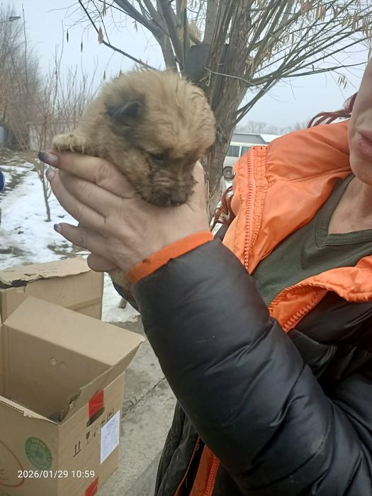 Щенки ищут дом, ответственным