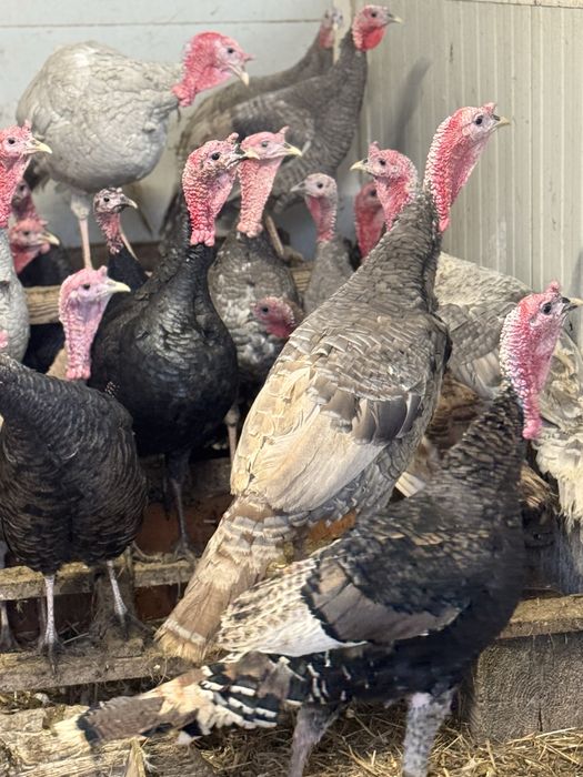 Curci de casă – crescute natural | Vii sau tăiate la cerere