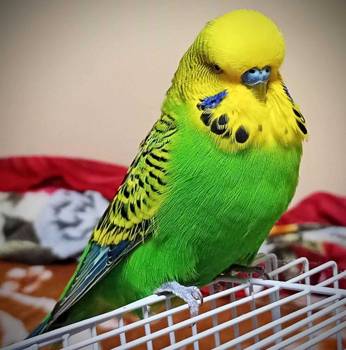 Vand mascul perus standard american, light green, foarte bland