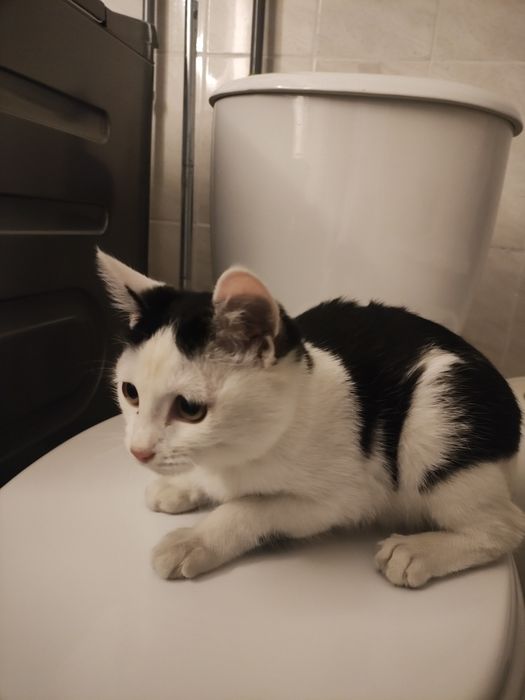 Пристраиваю котенка