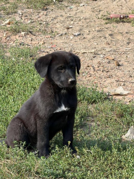 Adopție câini pui talie mare
