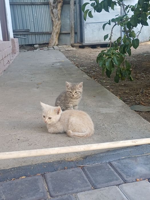 Отдадим котят в добрые руки