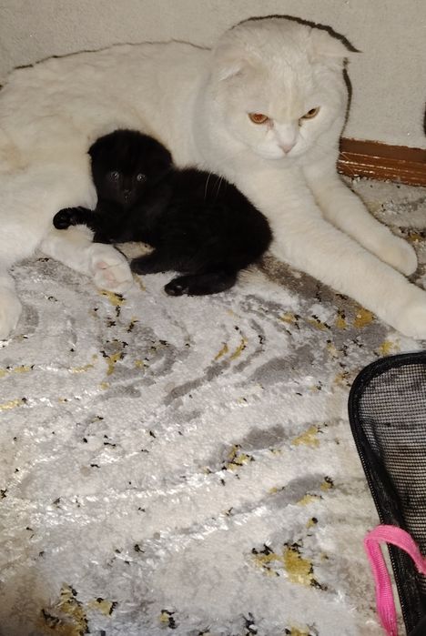 Продаётся котёнок