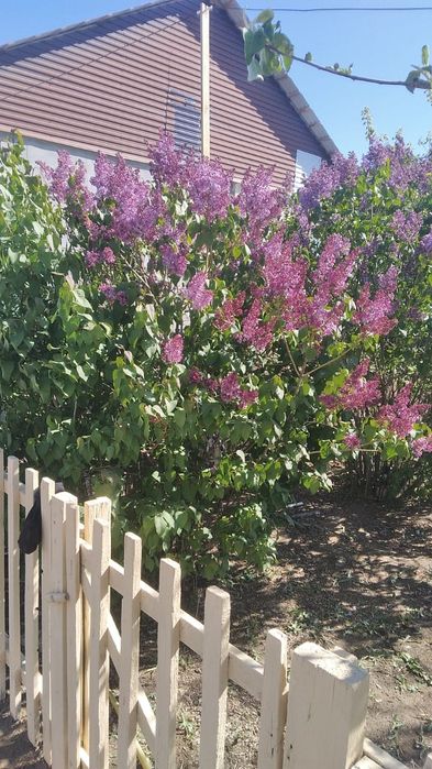 Сирень 1ветка  200тг