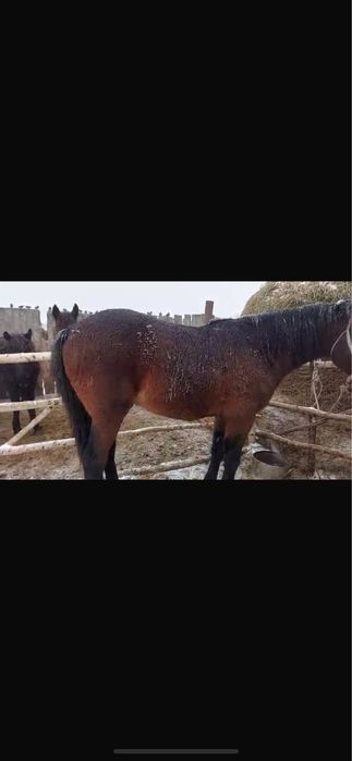 Продам жеребца!!!