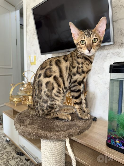 Bengal zotli mushuk sotiladi / Продаётся бенгальский кот