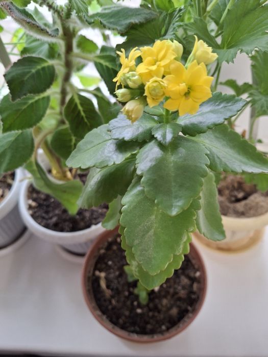 Продам комнатные цветочки