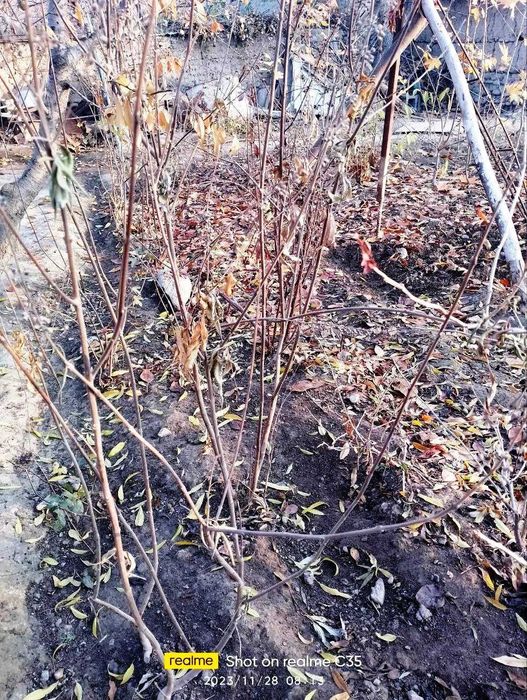 Тоғмурч дарахти кучатлари - Саженцы горного  душистого перца