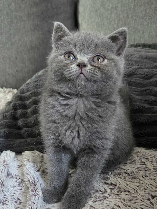 Pui British Scottish Fold