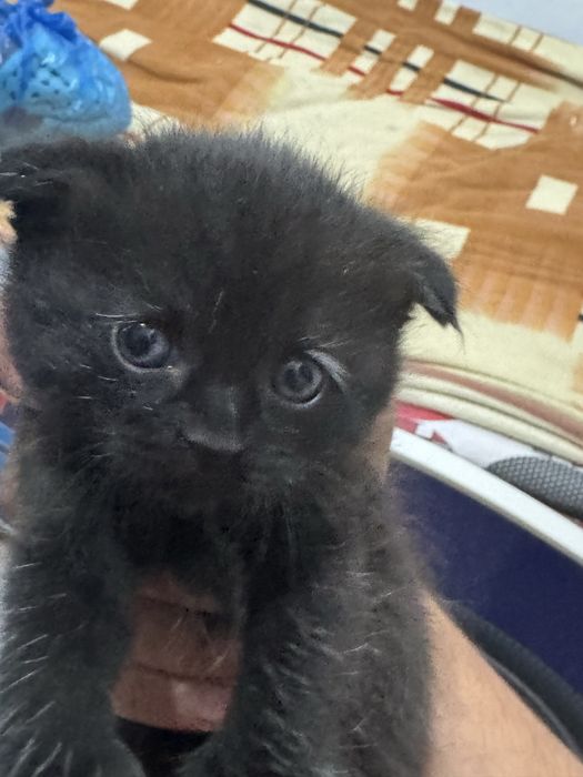 Продам вислоухих котят