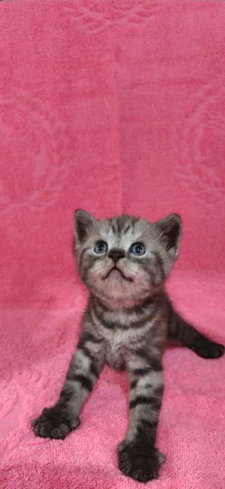 Продам Британских Котят.