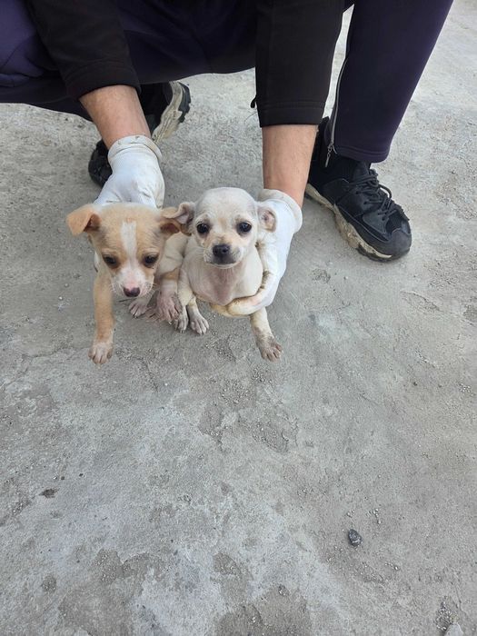 Малки пухкави щастия търсят своя нов дом!