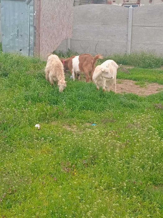 Vand capre tinere si bune de lapte!!