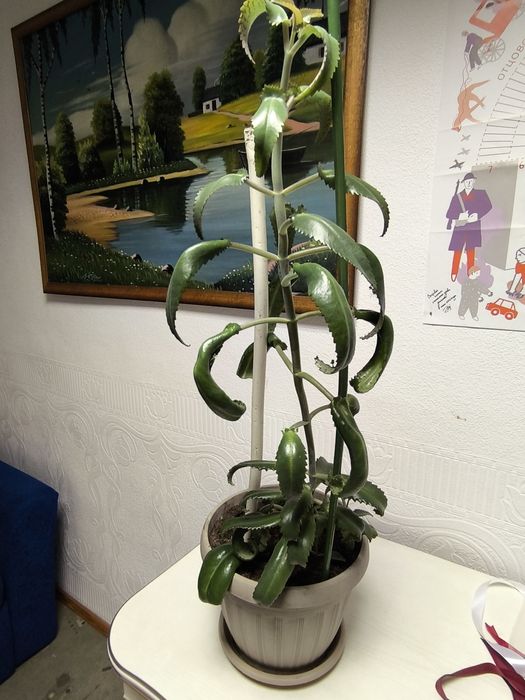 Продам  каланхоэ