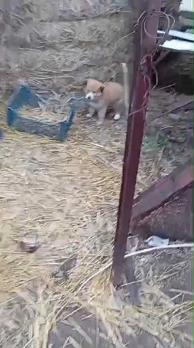 Подкинули щенков. Нужен дом!