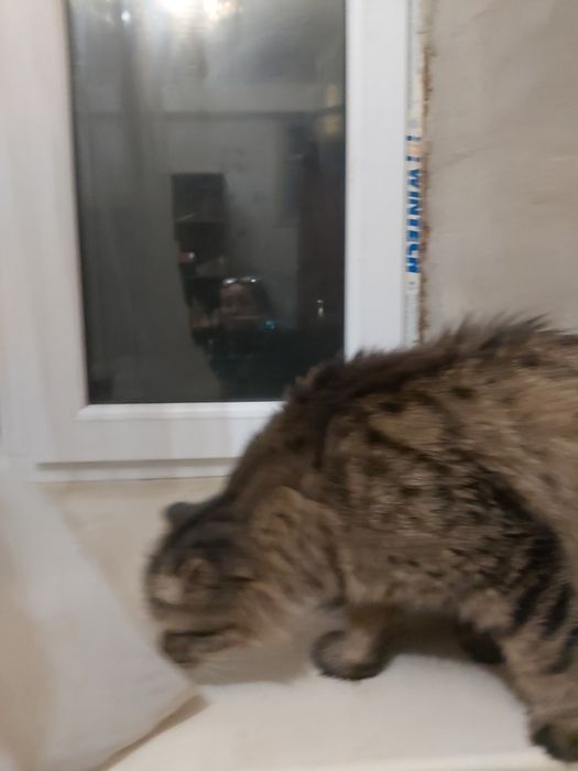 Отдам кошечку вислоухую хайленд фолд