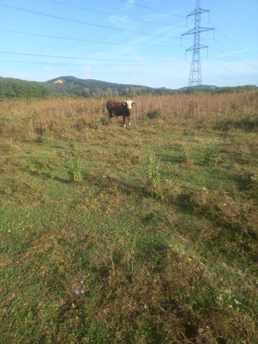 Vand lot: 15 bucăți (12 masculi,3 femele). Rasa Simmental, Baltati și Bruni.