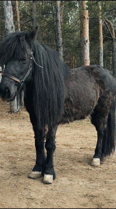 Продам пони (кобыла)