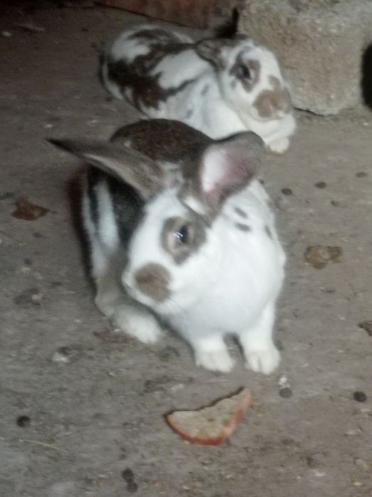 Продаю молодых кроликов