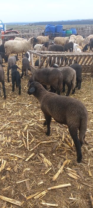 Miei carcasă sau vii